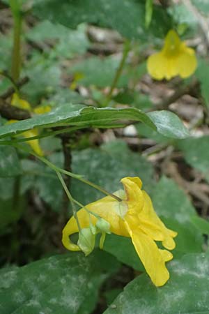 Impatiens noli-tangere \ Echtes Springkraut, Rhrmichnichtan, D Mudau 15.8.2023