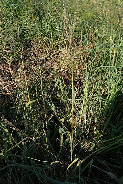 Eragrostis virescens \ Grnliches Liebesgras / Mexican Love Grass, D Frankfurt-Oberrad 22.8.2015