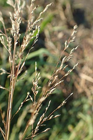 Eragrostis virescens \ Grnliches Liebesgras / Mexican Love Grass, D Frankfurt-Oberrad 22.8.2015