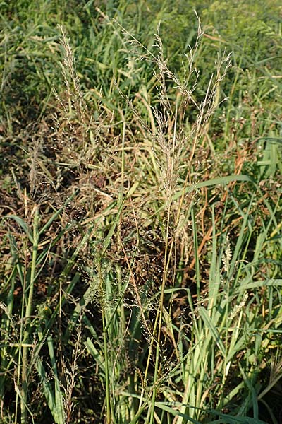 Eragrostis virescens \ Grnliches Liebesgras / Mexican Love Grass, D Frankfurt-Oberrad 22.8.2015