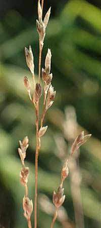 Eragrostis virescens \ Grnliches Liebesgras / Mexican Love Grass, D Frankfurt-Oberrad 22.8.2015