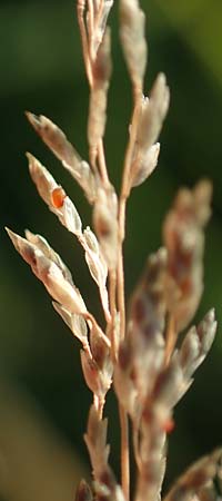 Eragrostis virescens \ Grnliches Liebesgras / Mexican Love Grass, D Frankfurt-Oberrad 22.8.2015