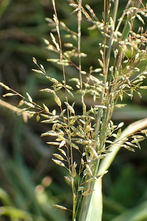 Eragrostis virescens \ Grnliches Liebesgras / Mexican Love Grass, D Frankfurt-Oberrad 22.8.2015