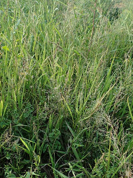 Eragrostis virescens \ Grnliches Liebesgras / Mexican Love Grass, D Frankfurt-Oberrad 22.8.2015