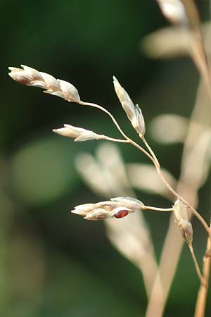 Eragrostis virescens \ Grnliches Liebesgras / Mexican Love Grass, D Frankfurt-Oberrad 22.8.2015