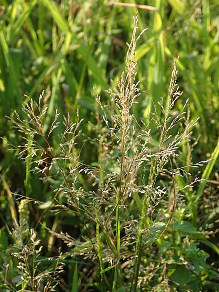 Eragrostis virescens \ Grnliches Liebesgras / Mexican Love Grass, D Frankfurt-Oberrad 22.8.2015