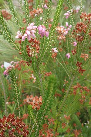 Erica terminalis \ Steife Heide, Gipfelbltige Heide, D Botan. Gar.  Universit.  Tübingen 3.9.2016