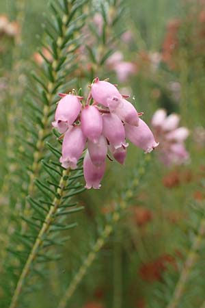 Erica terminalis \ Steife Heide, Gipfelbltige Heide / Corsican Heath, Upright Heath, D Botan. Gar.  Universit.  Tübingen 3.9.2016