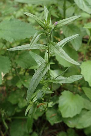 Epilobium tetragonum \ Vierkantiges Weidenrschen / Square-Stalked Willowherb, D Odenwald, Reichelsheim 16.6.2017