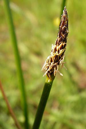 Eleocharis mamillata ? \ Zitzen-Sumpfbinse / Soft-Stem Spike Rush, D Dieburg 22.5.2015