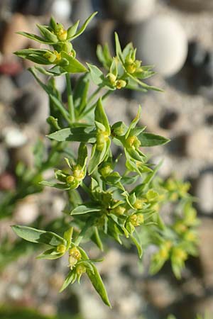 Euphorbia exigua \ Kleine Wolfsmilch / Dwarf Spurge, D Hartheim 5.6.2018