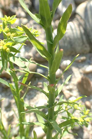 Euphorbia exigua \ Kleine Wolfsmilch, D Hartheim 5.6.2018