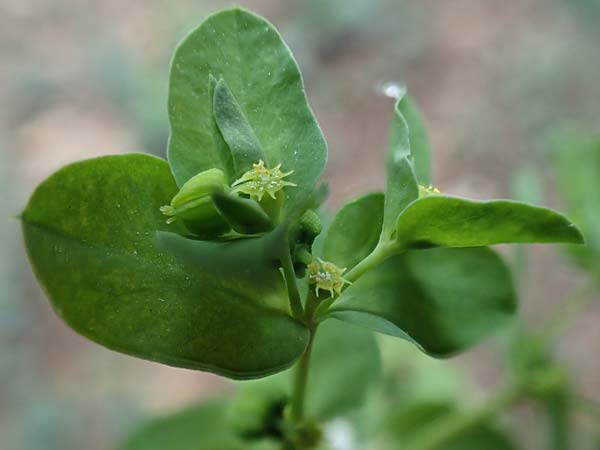 Euphorbia peplus \ Garten-Wolfsmilch / Petty Spurge, D Mannheim 9.4.2020