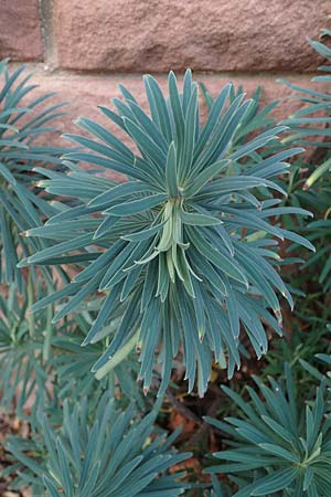 Euphorbia characias, Palisaden-Wolfsmilch