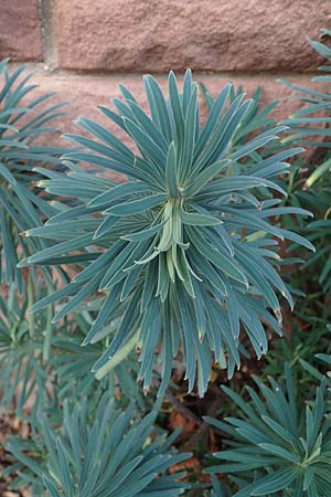 Euphorbia characias \ Palisaden-Wolfsmilch / Large Mediterranean Spurge, D Heidelberg 10.11.2021