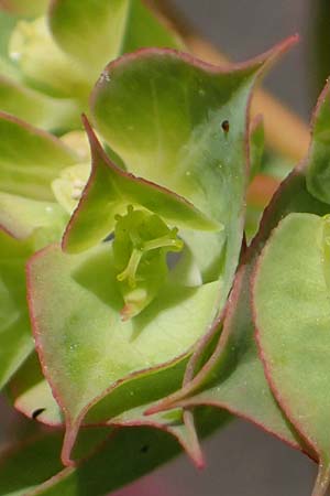 Euphorbia falcata \ Sichel-Wolfsmilch, Spitzblttrige Wolfsmilch / Sickle Spurge, D Thüringen, Tunzenhausen 14.6.2023