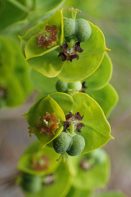 Euphorbia esula \ Esels-Wolfsmilch / Leafy Spurge, D Thüringen, Tunzenhausen 14.6.2023