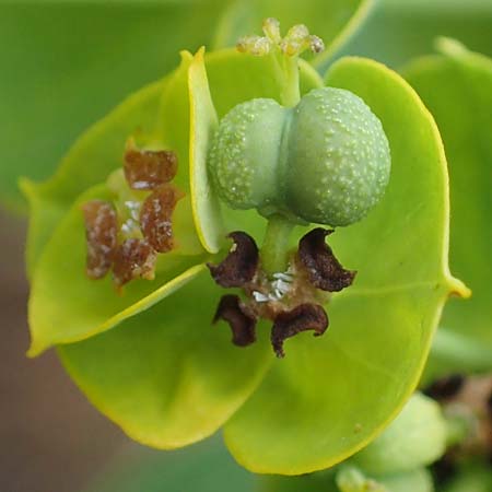 Euphorbia esula / Leafy Spurge, D Thüringen, Tunzenhausen 14.6.2023