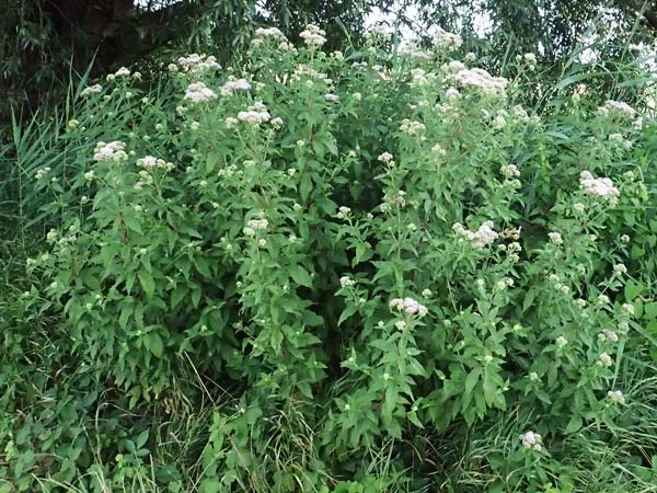 Eupatorium cannabinum \ Wasserdost, D Pfalz,  Dannstadt 20.7.2023