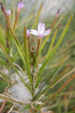 Epilobium parviflorum \ Kleinbltiges Weidenrschen / Hoary Willowherb, Small-Flowered Willowherb, D Worms 23.8.2015