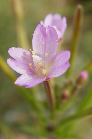 Epilobium parviflorum \ Kleinbltiges Weidenrschen, D Worms 23.8.2015