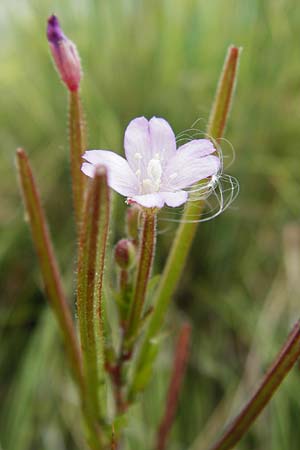 Epilobium parviflorum \ Kleinbltiges Weidenrschen, D Worms 23.8.2015