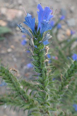 Echium vulgare \ Gemeiner Natternkopf, D Mannheim 29.9.2015