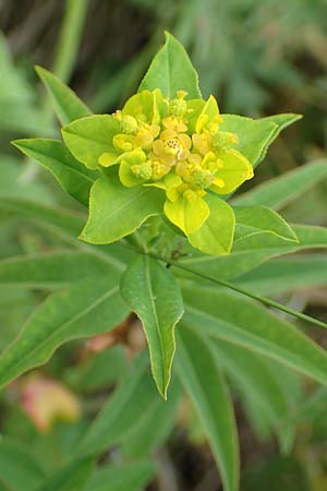 Euphorbia verrucosa \ Warzen-Wolfsmilch / Warty Spurge, D Blaubeuren 27.6.2018
