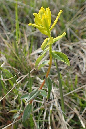 Euphorbia verrucosa \ Warzen-Wolfsmilch / Warty Spurge, D Eching 2.5.2019