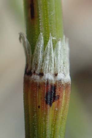 Equisetum variegatum / Variegated Horsetail, D Hagen 11.6.2020