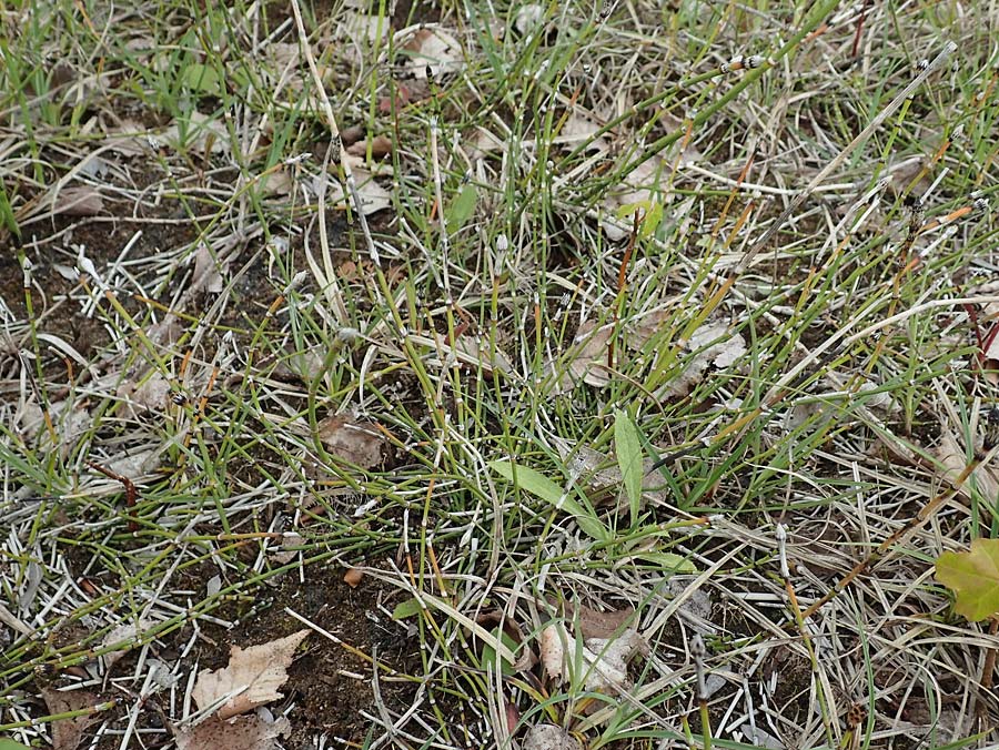 Equisetum variegatum \ Bunter Schachtelhalm / Variegated Horsetail, D Hagen 11.6.2020