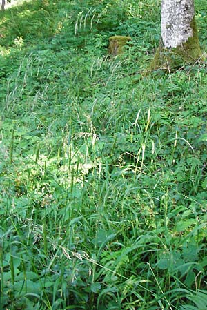 Festuca altissima \ Wald-Schwingel / Wood Fescue, D Meßstetten-Unterdigisheim (Schwäb. Alb) 11.7.2015