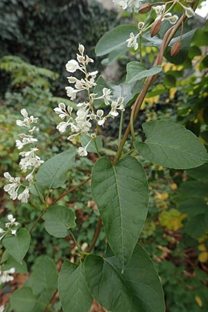 Fallopia baldschuanica \ Asiatischer Schlingknterich, Schling-Flgelknterich / Russian Vine, D Mannheim 12.11.2015