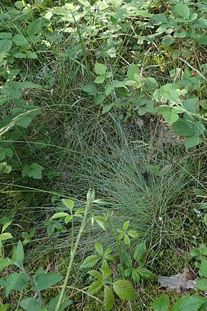 Festuca albensis \ Elbe-Schwingel / Elbe Fescue, D Mannheim 11.6.2021