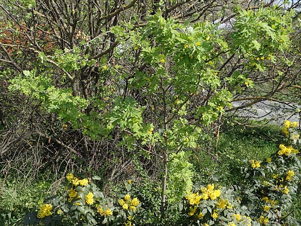 Caragana arborescens \ Gemeiner Erbsenstrauch, D Mannheim 28.3.2022