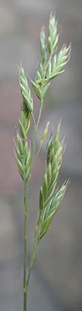 Festuca brevipila \ Raublttriger Schaf-Schwingel / Hard Fescue, D Erlenbach am Main 21.5.2017