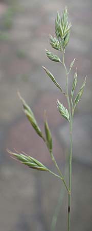 Festuca brevipila \ Raublttriger Schaf-Schwingel / Hard Fescue, D Erlenbach am Main 21.5.2017