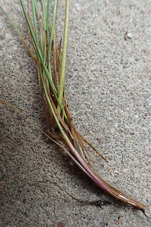 Festuca brevipila \ Raublttriger Schaf-Schwingel / Hard Fescue, D Erlenbach am Main 21.5.2017