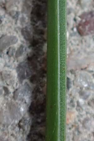 Festuca brevipila \ Raublttriger Schaf-Schwingel / Hard Fescue, D Erlenbach am Main 21.5.2017