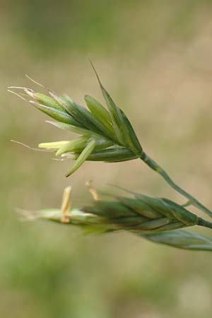 Festuca brevipila \ Raublttriger Schaf-Schwingel / Hard Fescue, D Erlenbach am Main 13.5.2018