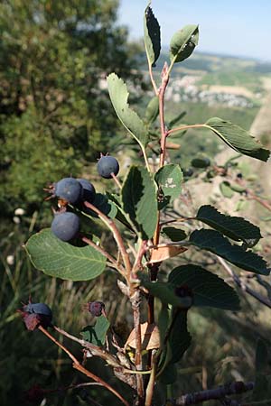 Amelanchier ovalis \ Gewöhnliche Felsenbirne / European Service Berry, D Rotenfels 29.6.2018