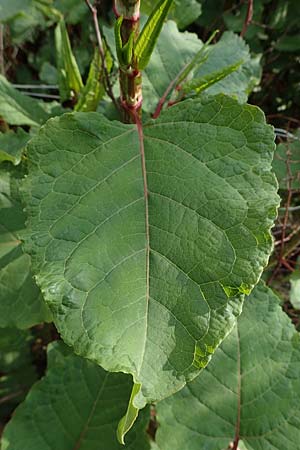 Fallopia x bohemica \ Hybrid-Stauden-Knterich, D Mannheim 26.4.2022