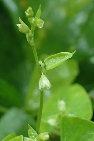 Fallopia dumetorum \ Hecken-Windenknterich, D Rheda-Wiedenbrück 2.8.2023