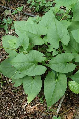 Fallopia convolvulus \ Acker-Flgelknterich, Gemeiner Windenknterich / Black Bindweed, D Mannheim 9.6.2018