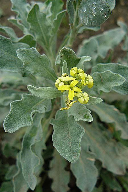 Fibigia eriocarpa \ Wollfrchtige Schildkresse, D Botan. Gar.  Universit.  Mainz 13.9.2008