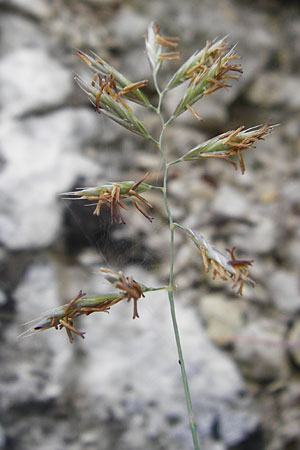 Festuca pallens \ Bleicher Schwingel, Bleich-Schwingel / Pale Fescue, D Möttingen-Lierheim 2.6.2015