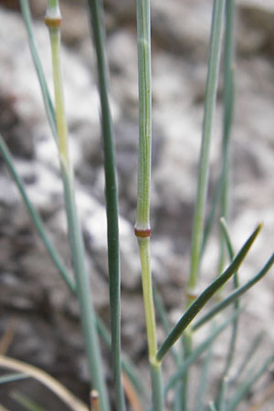 Festuca pallens \ Bleicher Schwingel, Bleich-Schwingel / Pale Fescue, D Möttingen-Lierheim 2.6.2015