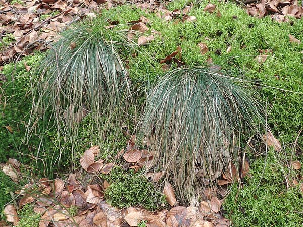 Festuca heterophylla \ Verschiedenblttriger Schwingel / Variousleaf Fescue, D Reilingen 19.2.2016