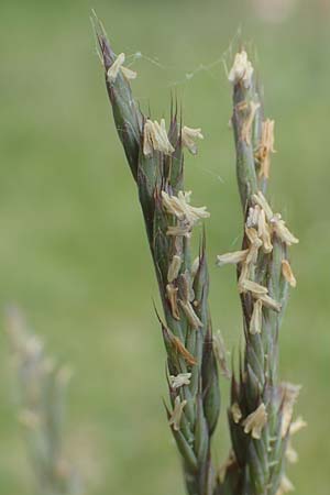 Festuca brevipila \ Raublttriger Schaf-Schwingel / Hard Fescue, D Lorsch 25.5.2017