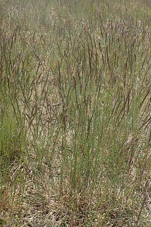 Festuca rubra agg. \ Gewhnlicher Rot-Schwingel / Creeping Red Fescue, D Mannheim 3.5.2018